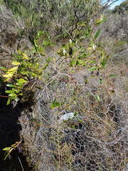 Billardiera heterophylla