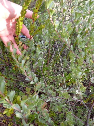 Adenanthos cuneatus, photograph 1