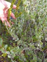 Adenanthos cuneatus, photograph (c) Em Lamond, some rights reserved (CC BY)