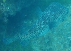 Chilomycterus reticulatus