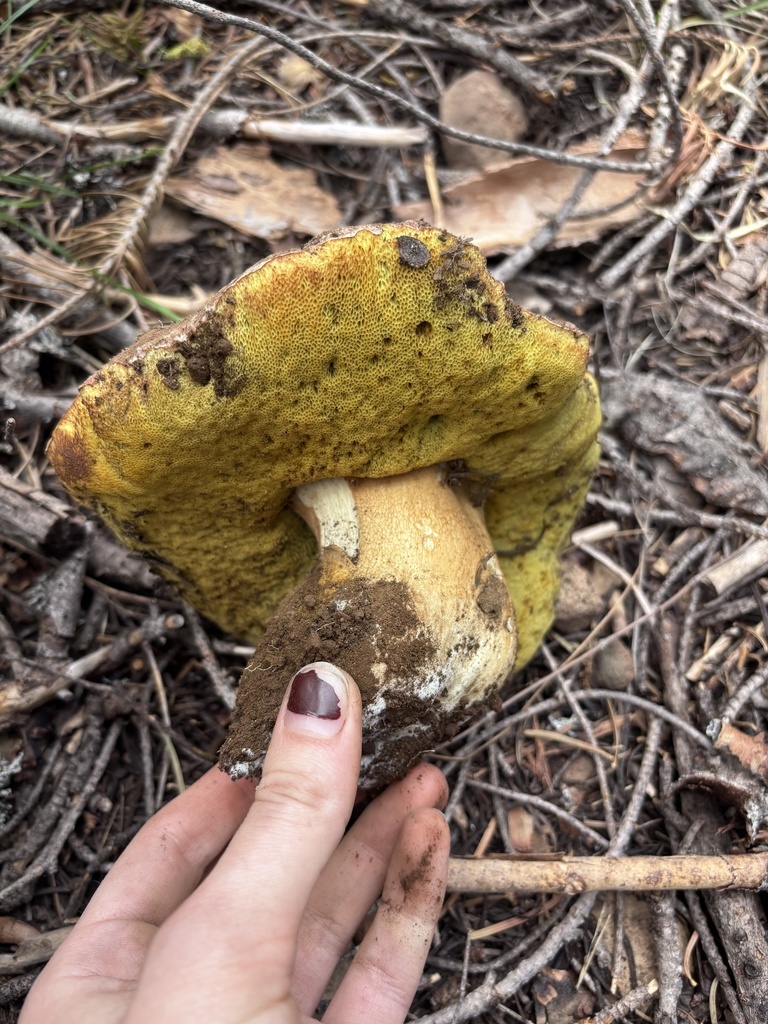 Spring King Bolete · May 2026 · photo: Photo: (c) reagan peschke, some rights reserved (CC BY) · iNaturalist
