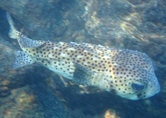 Chilomycterus reticulatus