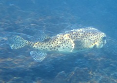 Chilomycterus reticulatus