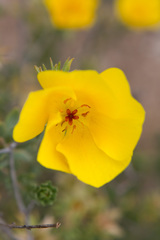 Balbisia peduncularis