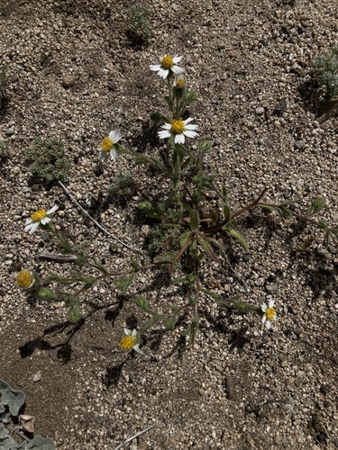 Layia glandulosa, photograph 3