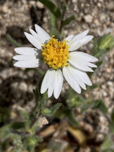 Layia glandulosa, photograph 4