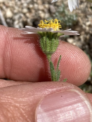 Layia glandulosa, photograph 5