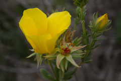 Balbisia peduncularis