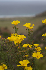 Balbisia peduncularis