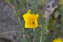 Balbisia peduncularis
