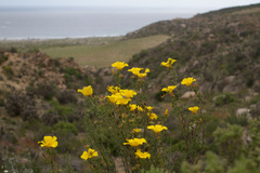 Balbisia peduncularis