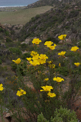 Balbisia peduncularis