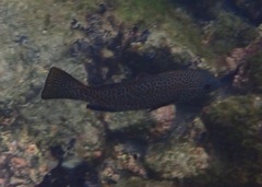 Epinephelus analogus