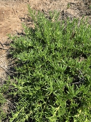 Nitrophila occidentalis