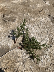 Nitrophila occidentalis