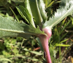 Gnorimoschema grindeliae