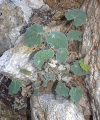 Abutilon parishii