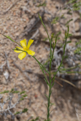 Linum rigidum var. simulans