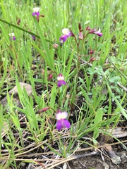 Collinsia sparsiflora