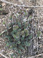Phacelia coerulea