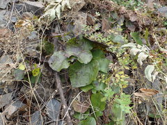 Menispermum dauricum