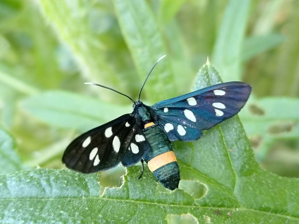 Amata marjana