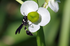 Zethus spinipes variegatus