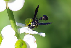 Zethus spinipes variegatus