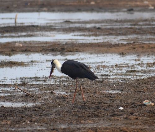 iNaturalist image