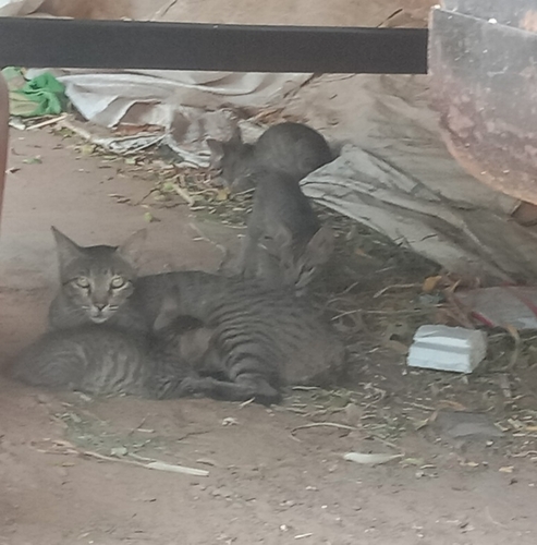 Domestic Cat