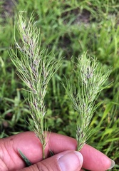 Poa bulbosa