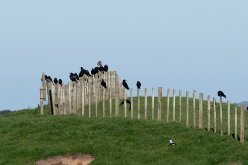 Corbeau freux