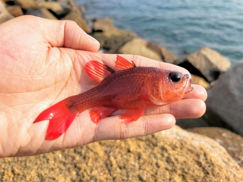 Unicolor cardinalfish (Apogon unicolor) — Apogonidae — 2