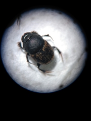Onthophagus fracticornis