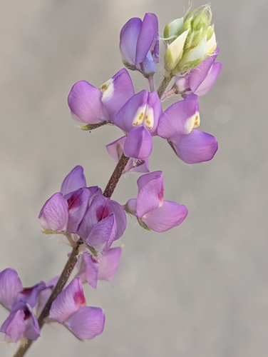 Lupinus arizonicus, photograph 3