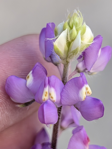 Lupinus arizonicus, photograph 4