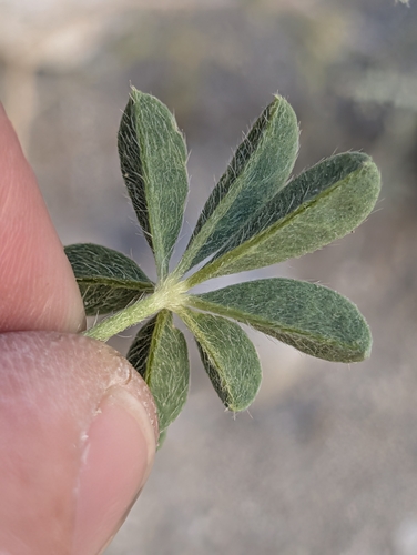 Lupinus arizonicus, photograph 5