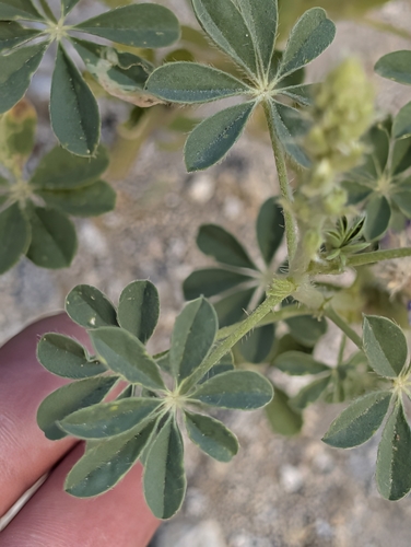 Lupinus arizonicus, photograph 6