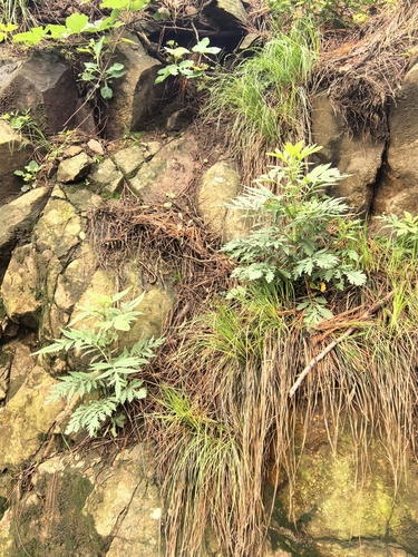 Patrinia monandra
