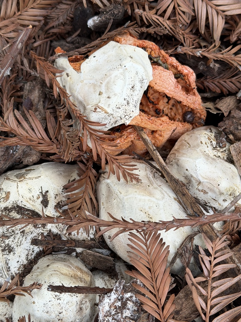 red-cage fungus · May 2026 · photo: Photo: (c) Irina Mitine, some rights reserved (CC BY) · iNaturalist