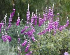 Lupinus paynei