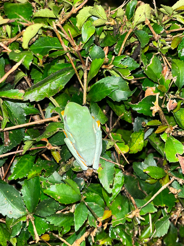 Rhacophorus reinwardtii, 2026-02-11