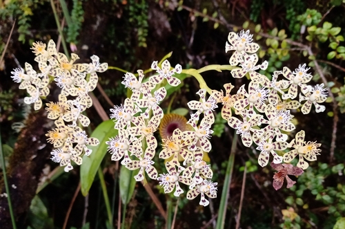 Epidendrum philowercklei Hágsater & E.Santiago