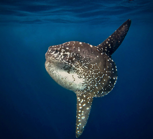 Bump-head Mola — seen at this dive site