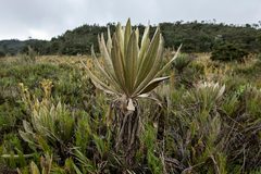 Espeletia occidentalis