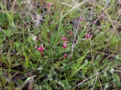 Trifolium depauperatum