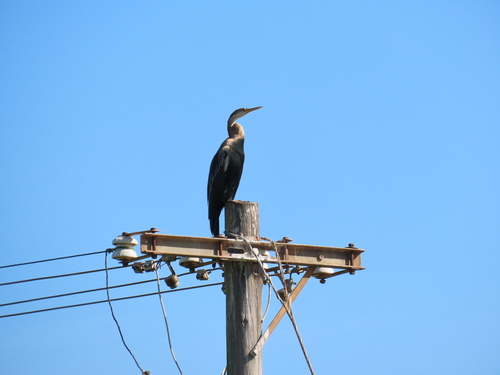 iNaturalist: (c) Saskia Thomas, some rights reserved (CC BY-NC), uploaded by Saskia Thomas iNaturalist image