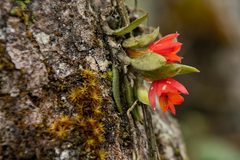 Fernandezia sanguinea