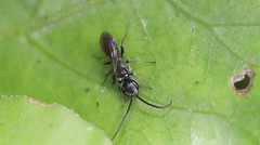 Dolichurus