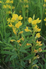 Thermopsis lanceolata